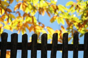 autum-colours-img_4819