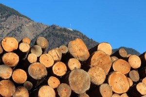 Holz-Web